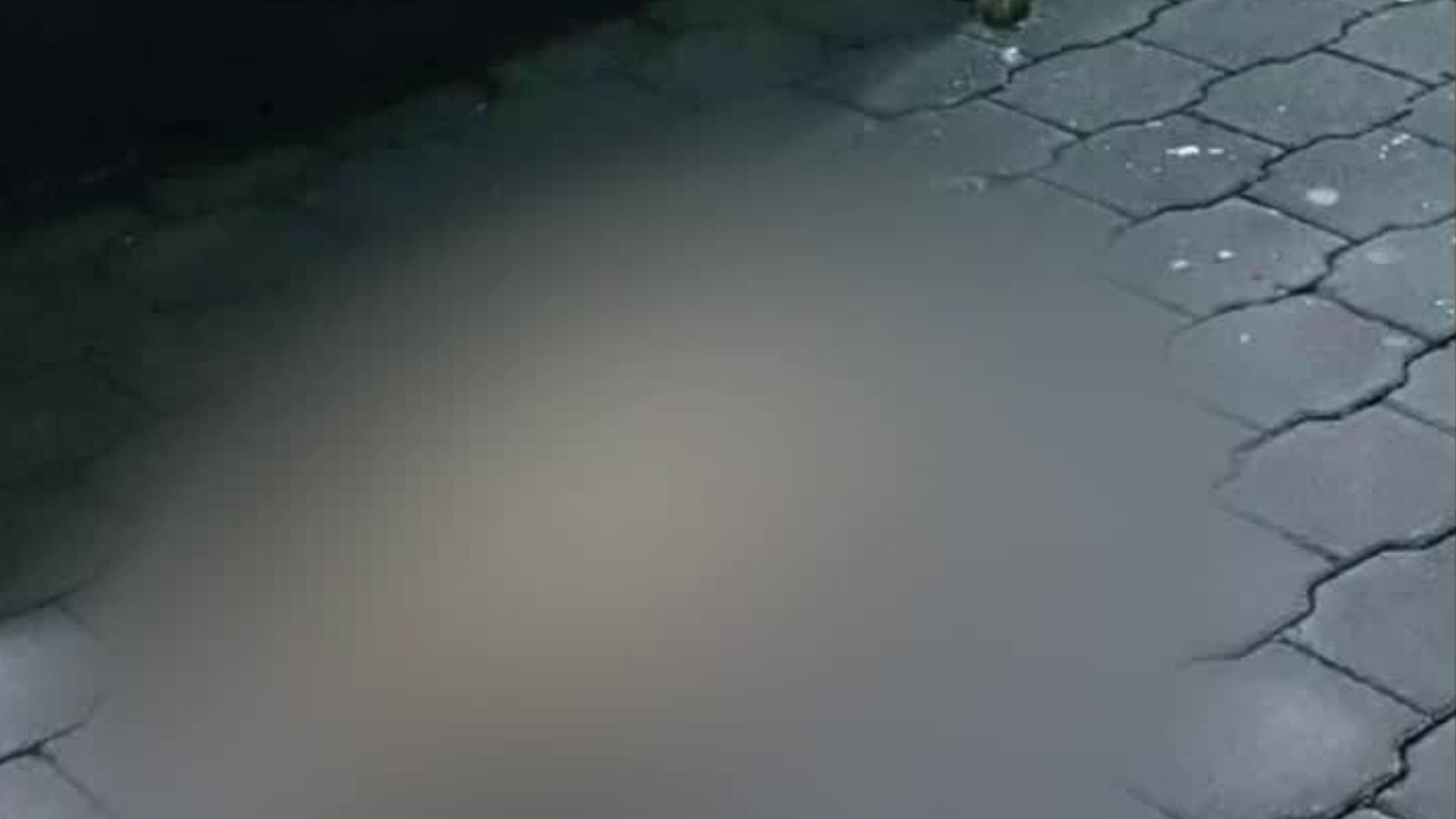 Quince perros mueren envenenados en Paracho, Michoacán