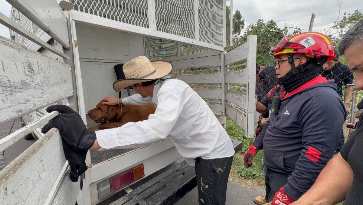 Los animales fueron trasladados a las instalaciones de la Coordinación de Control y Bienestar Animal municipal. Especial