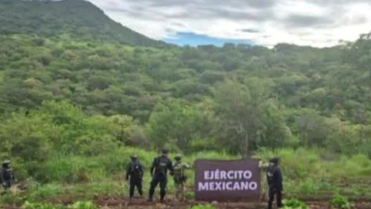 Autoridades destruyen más siete toneladas de mariguana en Michoacán