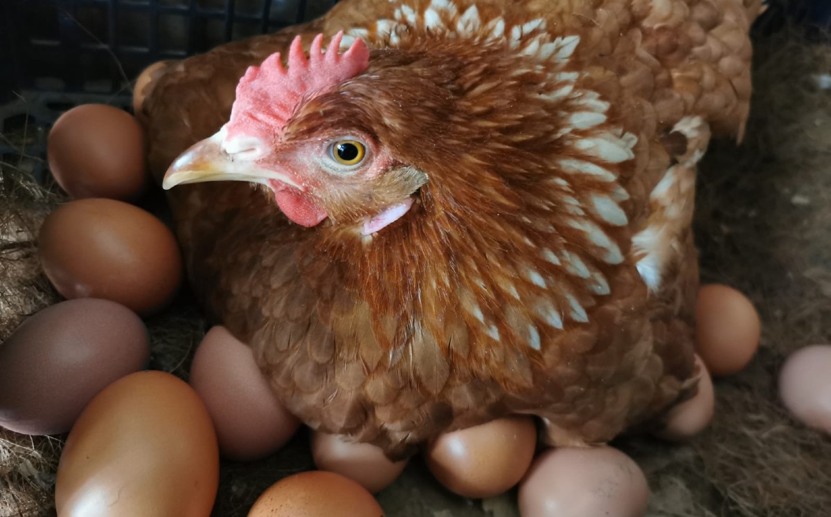 Emprendimiento de negocio de huevo orgánico. | Cortesía