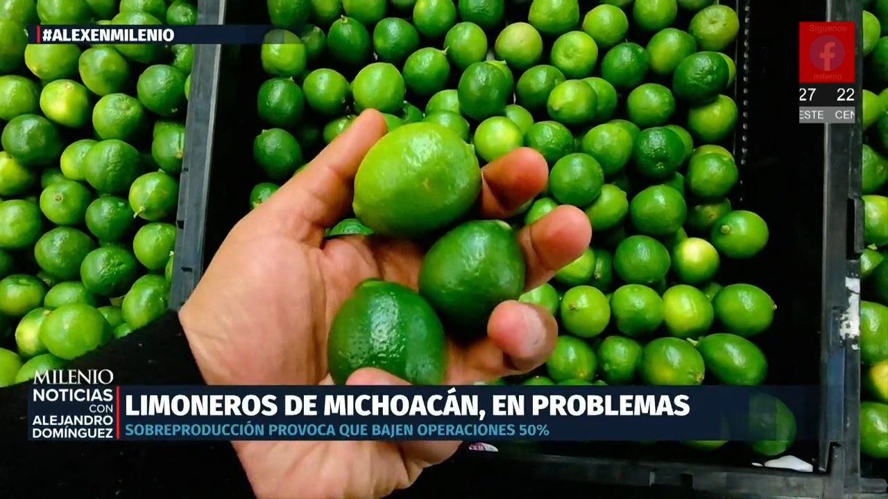Limoneros de Michoacán enfrentan crisis por sobreproducción