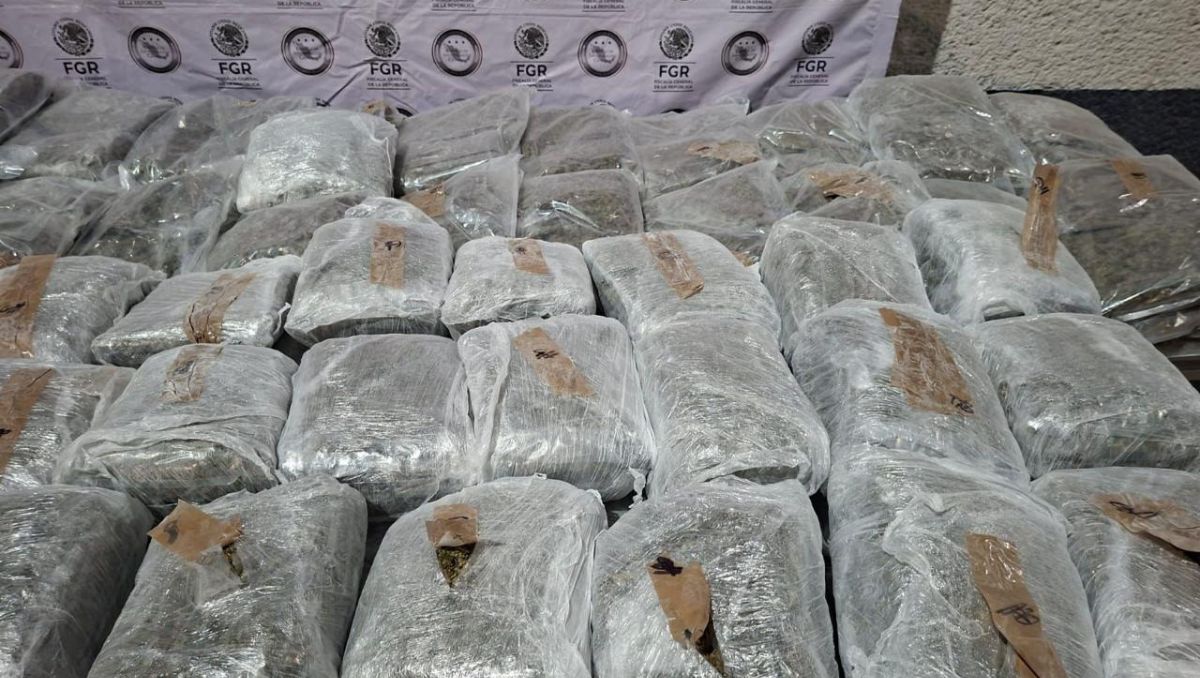 Durante operativos en la entidad se decomisaron 236 kilos 140 gramos de mariguana. | Especial