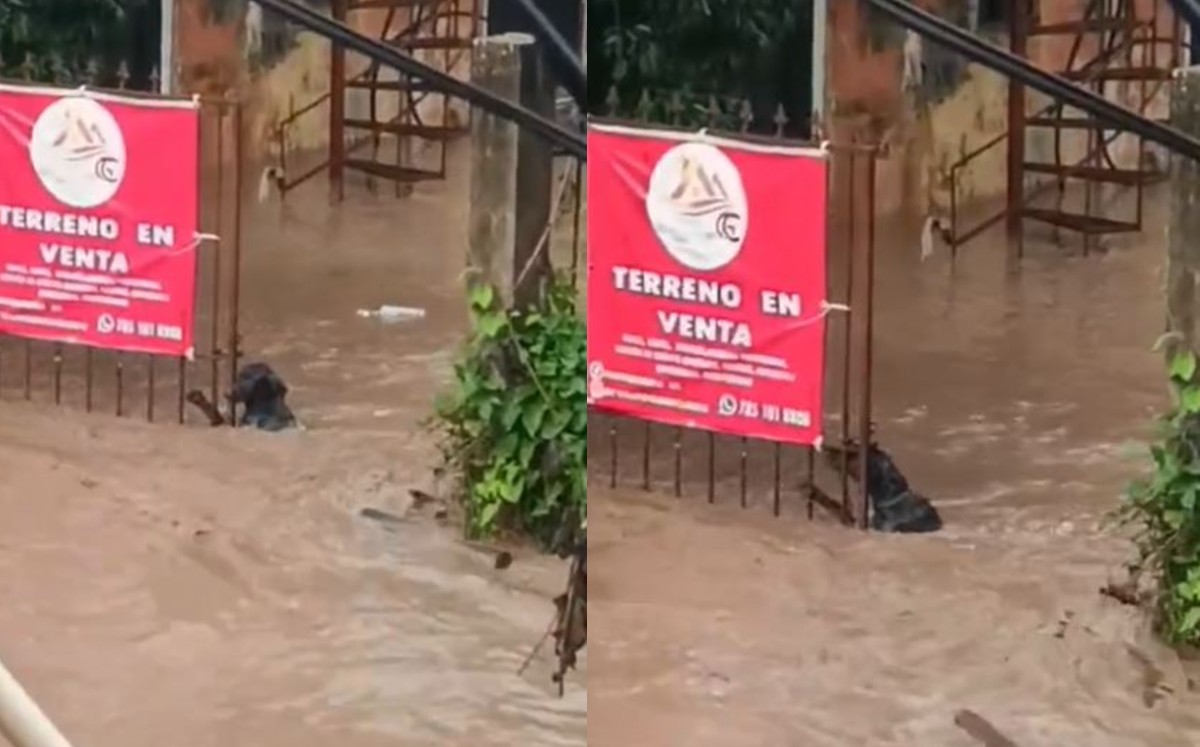 Perrito se aferra por que no se lo lleve la corriente. | Tiktok
