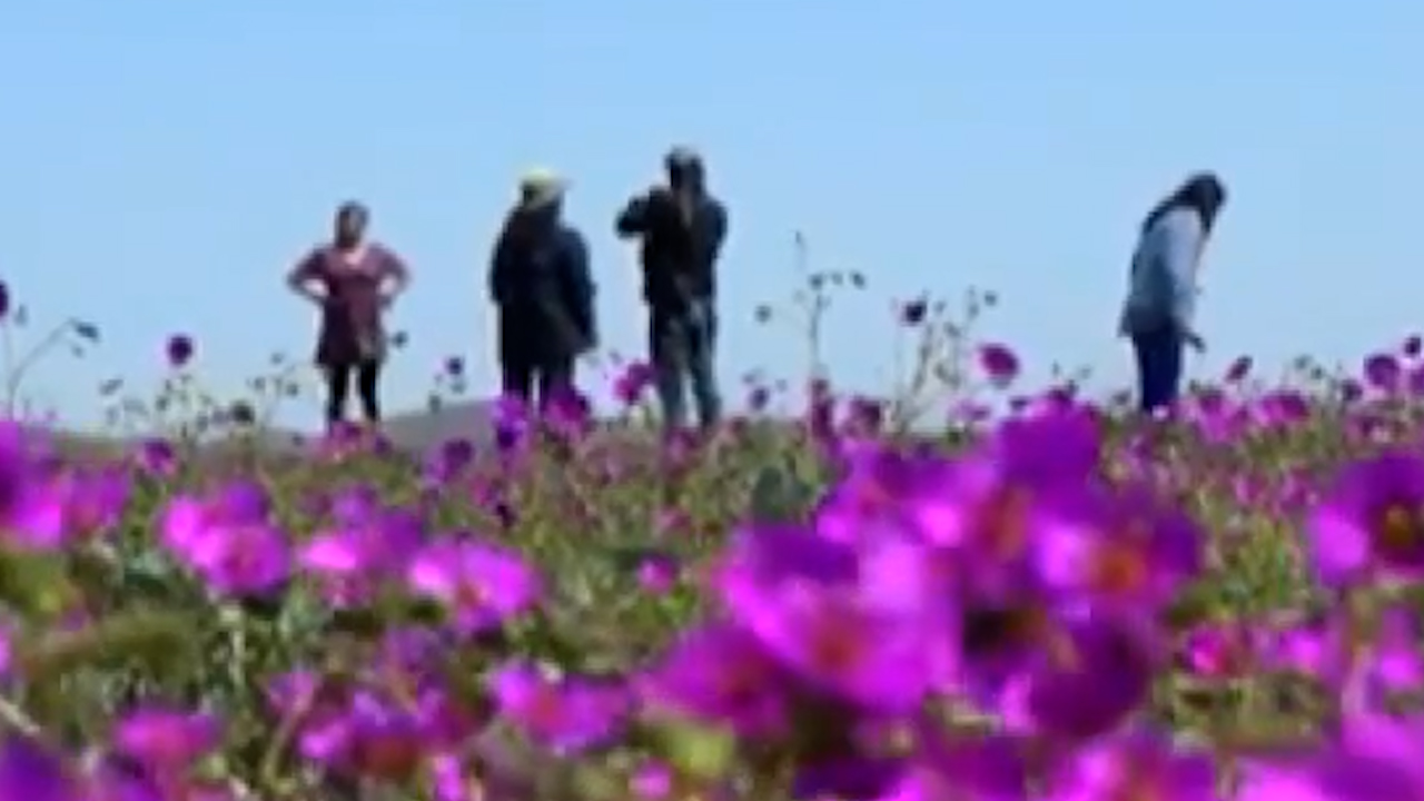Cultivan alimentos en el desierto más seco ante la sequía global