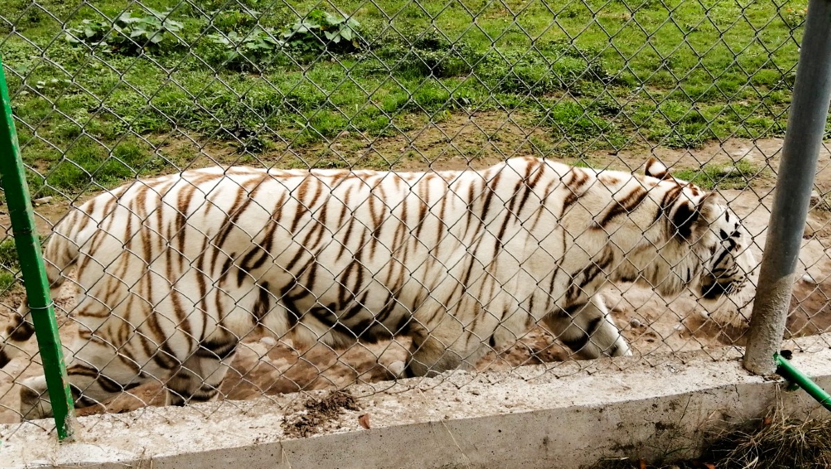 Ejemplar de tigre que se escapo del zoológico de Puebla | FOTO: Profepa