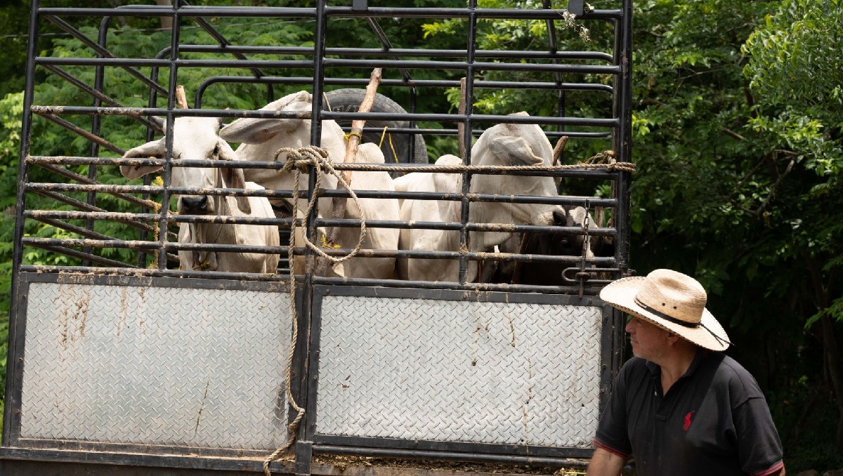 Oaxaca acumula 954 casos de miasis por gusano barrenador de ganado. | Especial
