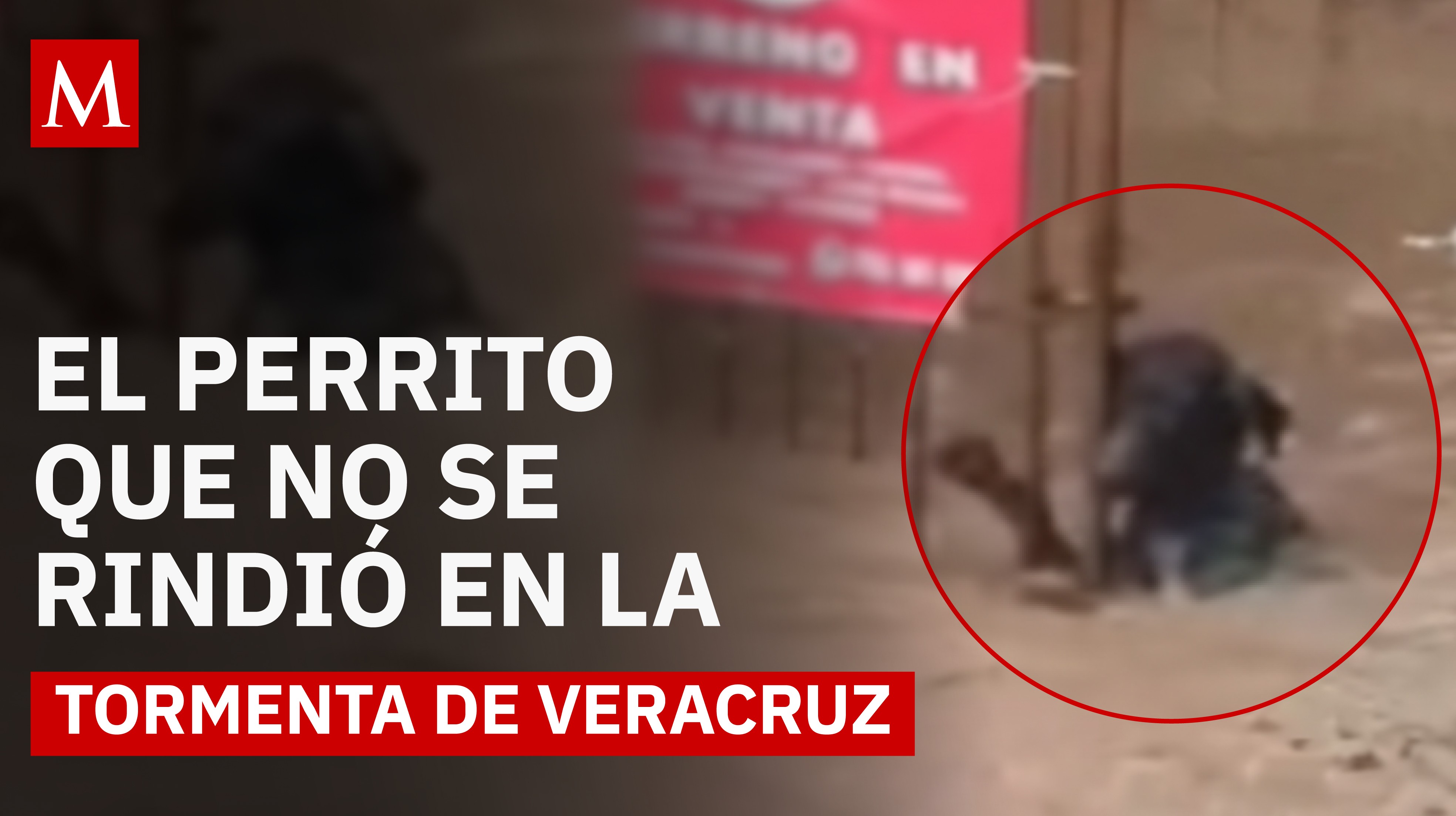 Pequeño héroe en la tormenta: la historia de un perrito atrapado en las inundaciones de Veracruz