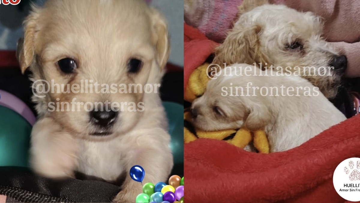 Los cachorros fueron adoptados por el refugio en el que están siendo atendidos. | @Huellitasamorsinfronteras