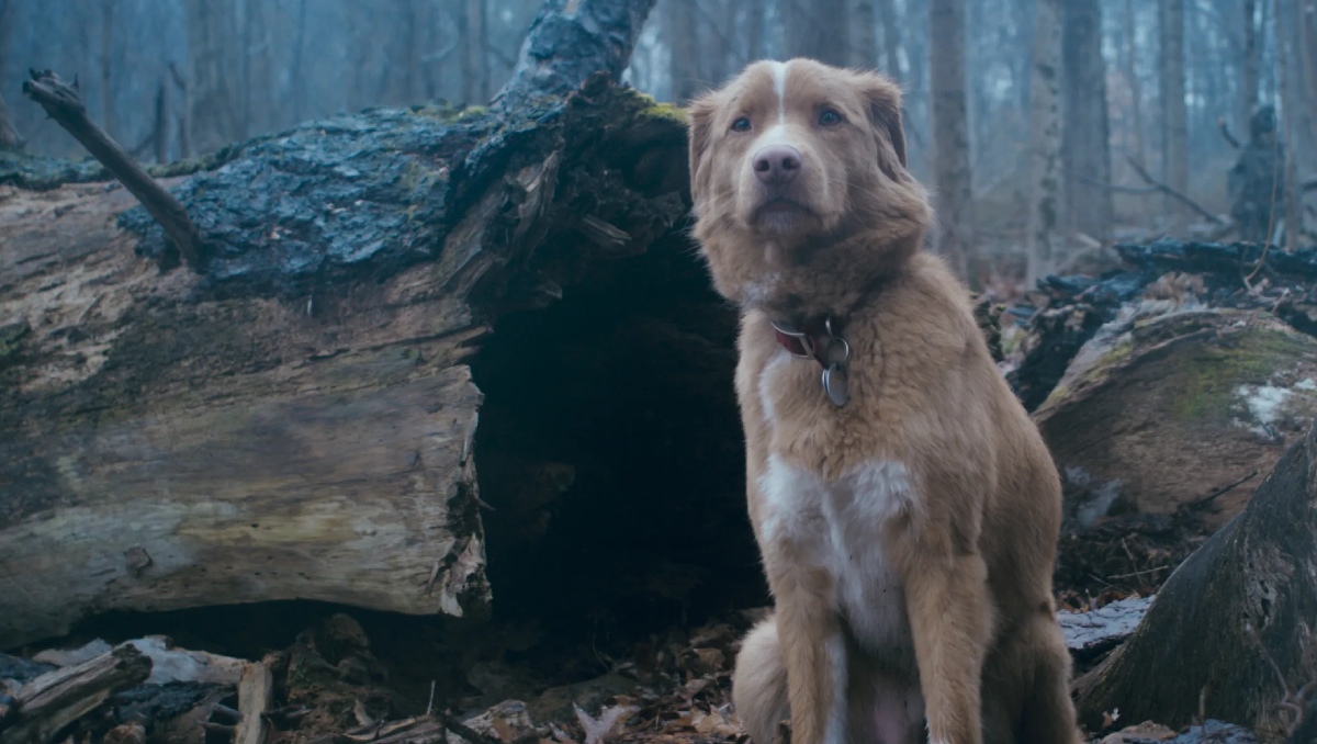 Indy, perrito protagonista de ‘Good Boy’ pide reconocimiento por parte de La Academia | Especial
