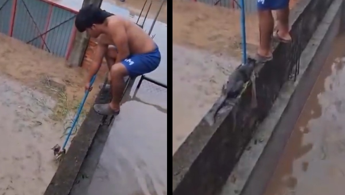 Joven afectado por lluvias, se arriesga para salvar un gatito en Veracruz; así fue el tierno momento | VIDEO