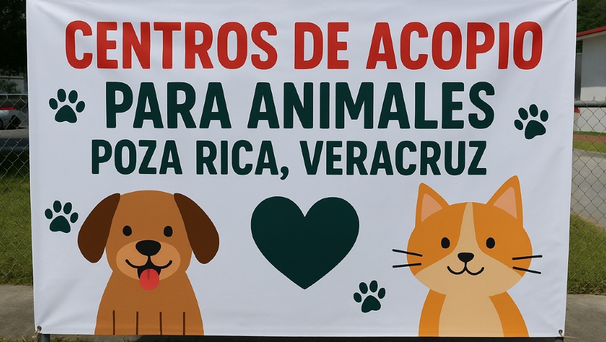 Perritos sufren tras inundaciones en Poza Rica | Especial