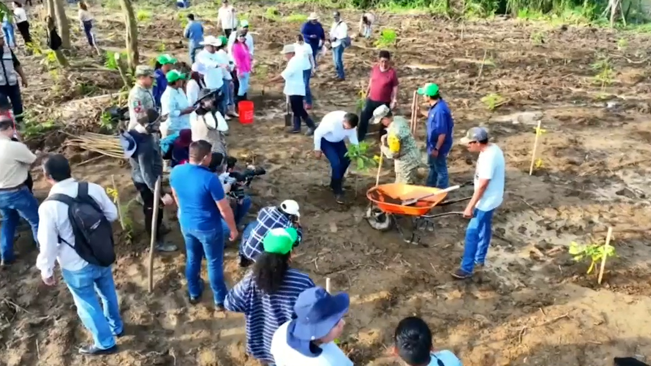 Tabasco logra plantar 2.4 millones de árboles