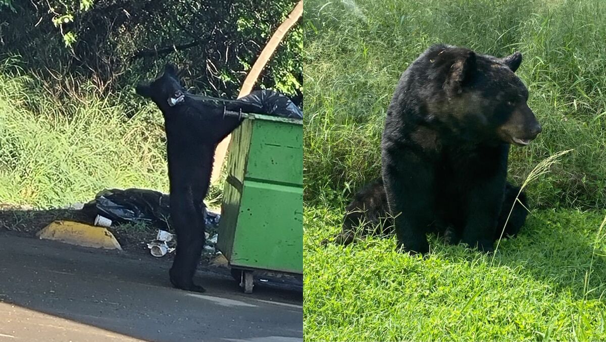 Recientemente se han registrado varios avistamientos de osos en Monterrey. | Especial