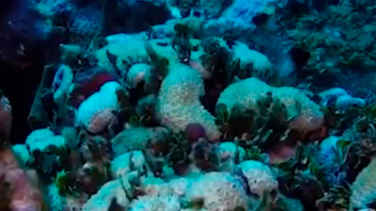 Blanqueamiento de corales que afecta al 84% de los arrecifes de coral | Milenio Hábitat
