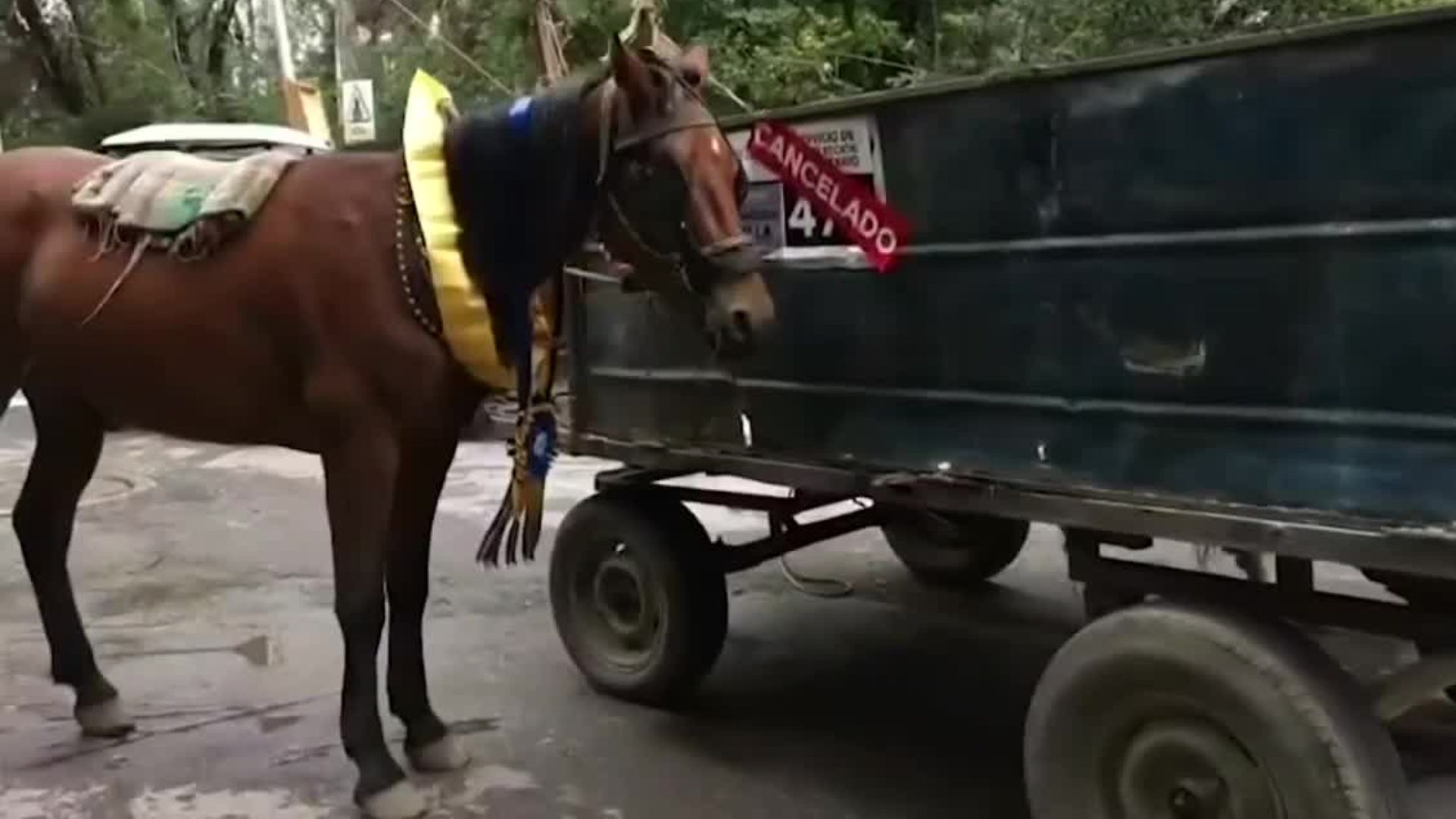 Los caballos recolectores de basura son jubilados en el estado de San Luis Potosí