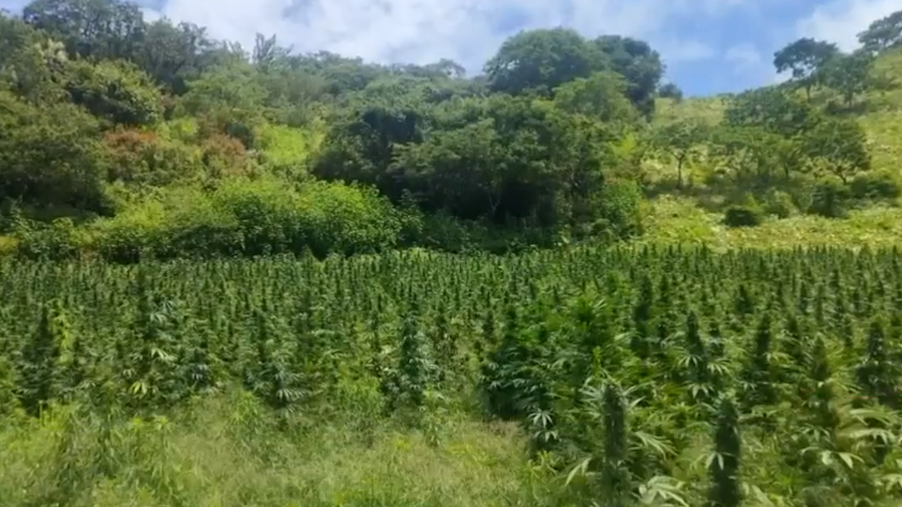 Decomisan 100 kg de marihuana en operativo de la GN en Guerrero