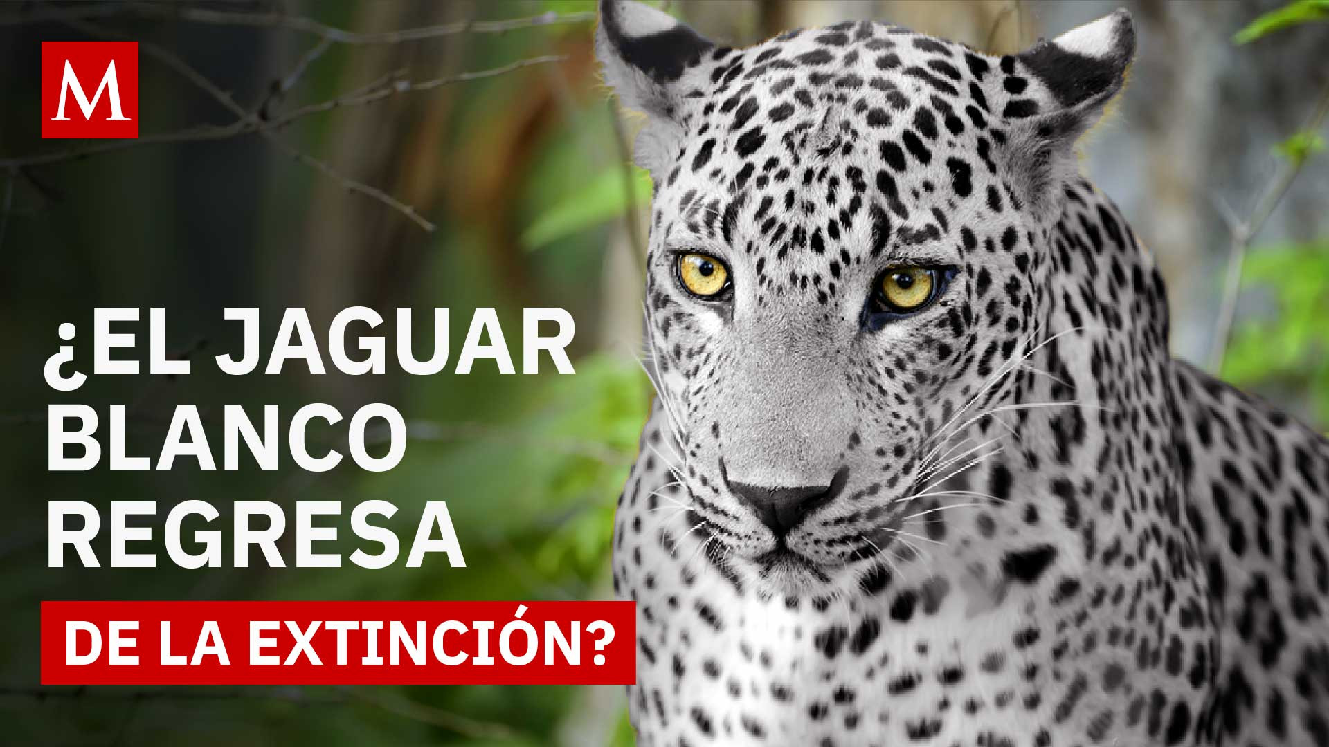 Jaguar blanco en Chiapas: el felino que se creía extinto reaparece en el Cañón del Sumidero