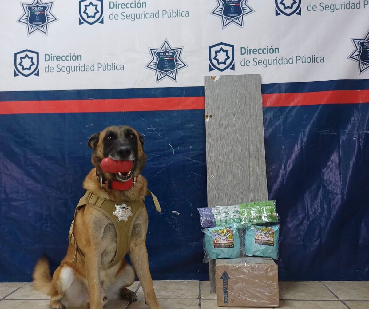 Noah, agente canino. | Especial