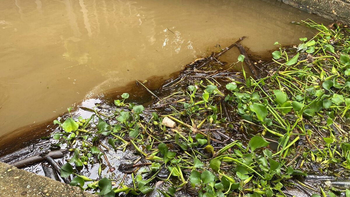 Reportan nuevo derrame de petróleo crudo en río Coatzacoalcos