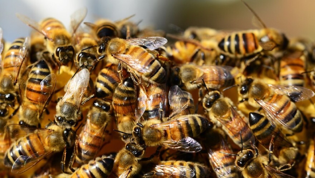 Enjambre de abejas provoca cierres en el centro de León | Especial