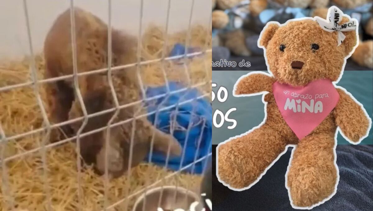 La Fundación Invictus lanzo una campaña para apoyar a la Osita Mina.