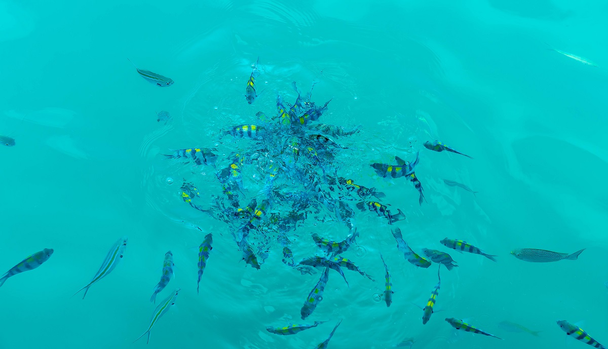 Esta incubadora busca potenciar proyectos que generen impacto positivo en ecosistemas marinos y costeros. (freepik.es)