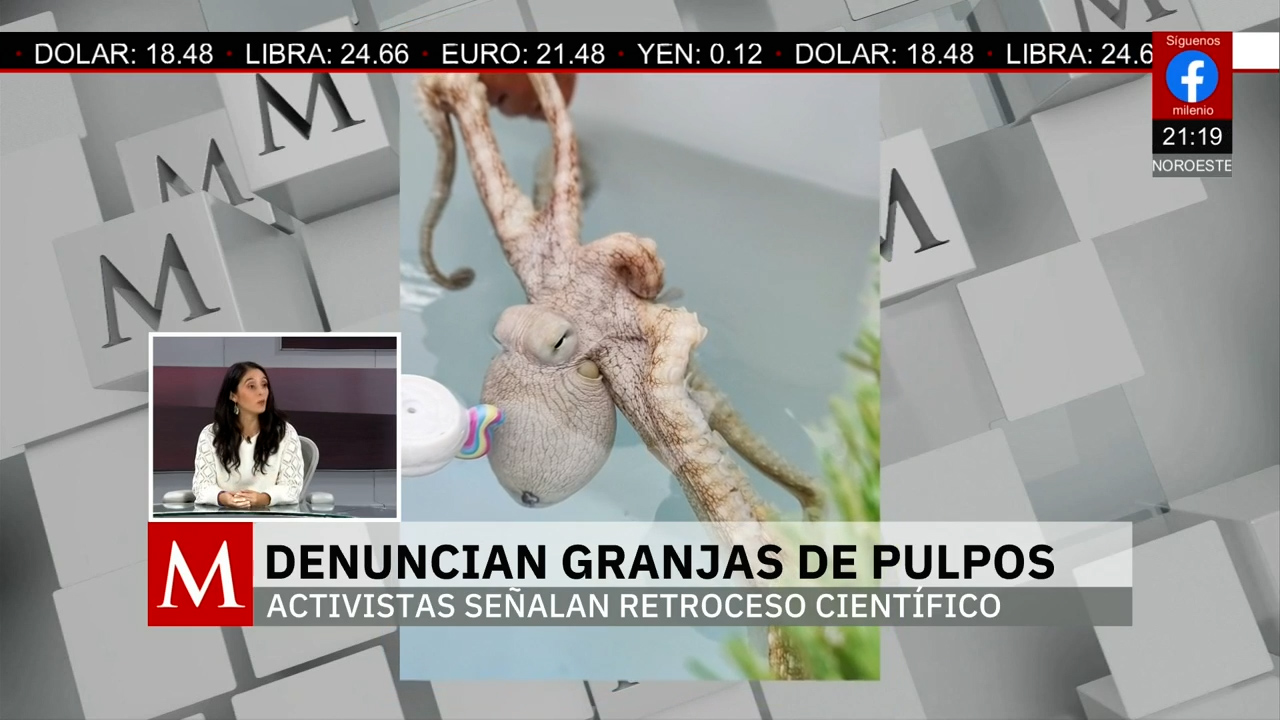 Lanzan campaña contra las granjas de pulpos en México para proteger a los animales