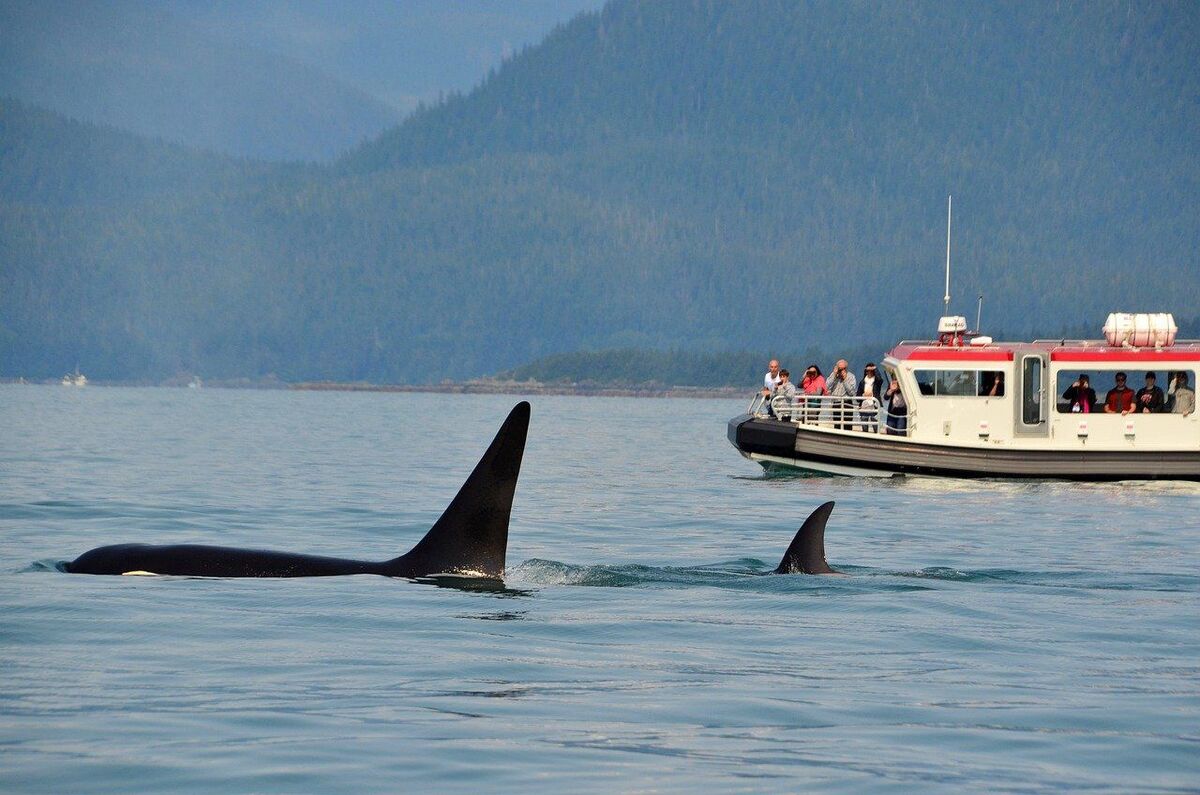 En particular, las orcas requieren un manejo respetuoso que evite el estrés. (Foto: especial)
