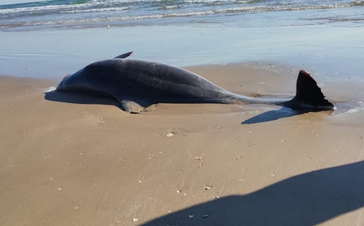 Reportan delfines muertos en playa Bagdad de Tamaulipas. | Conibio Global A.C