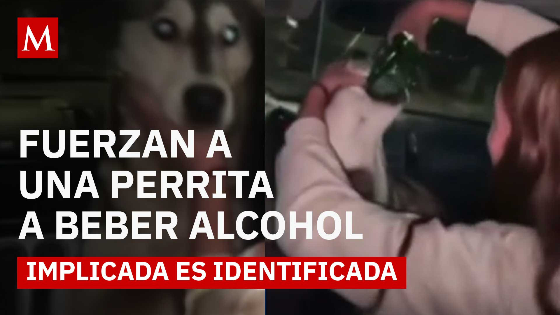 Viralizan video donde una perrita es forzada a beber cerveza