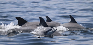 Según un estudio de la Universidad St. Andrews de Escocia, la comunicación entre madres delfines y sus crías cambia de tono de silbido.