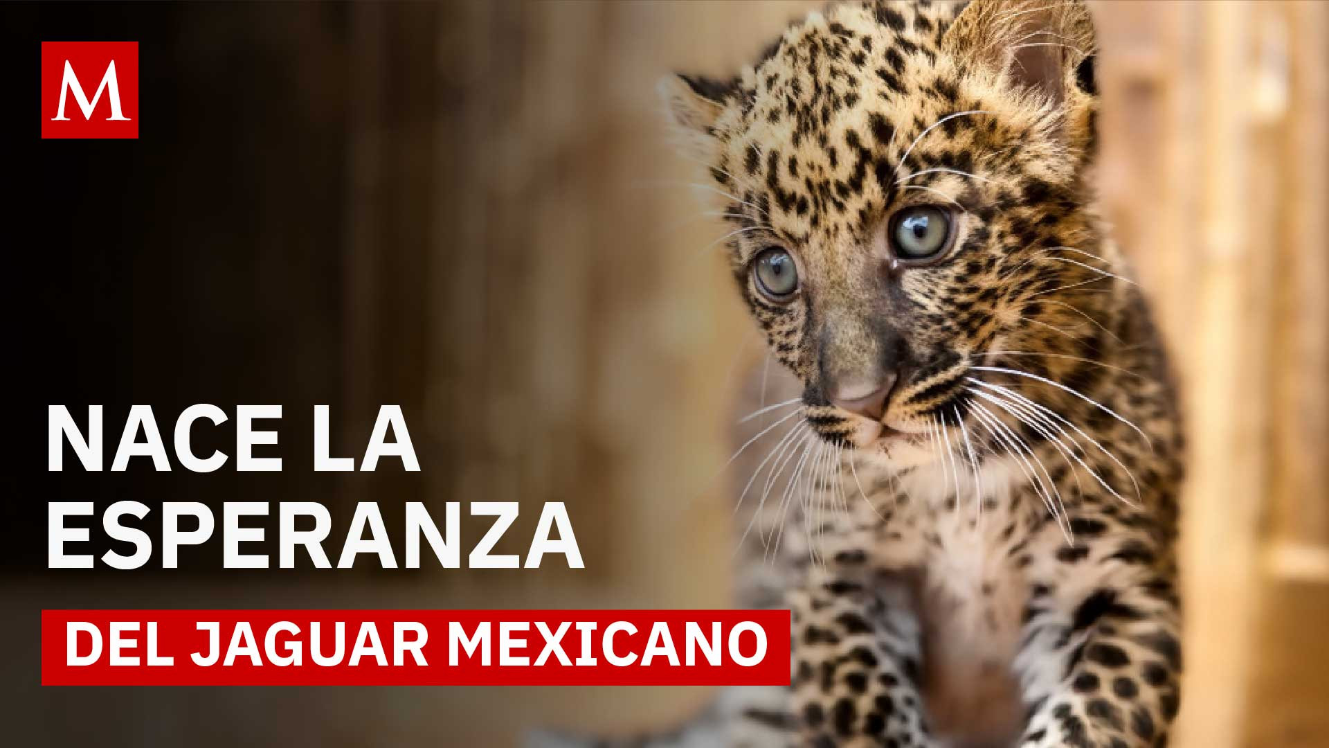 Nace una cría de jaguar que podría cambiar el futuro de su especie