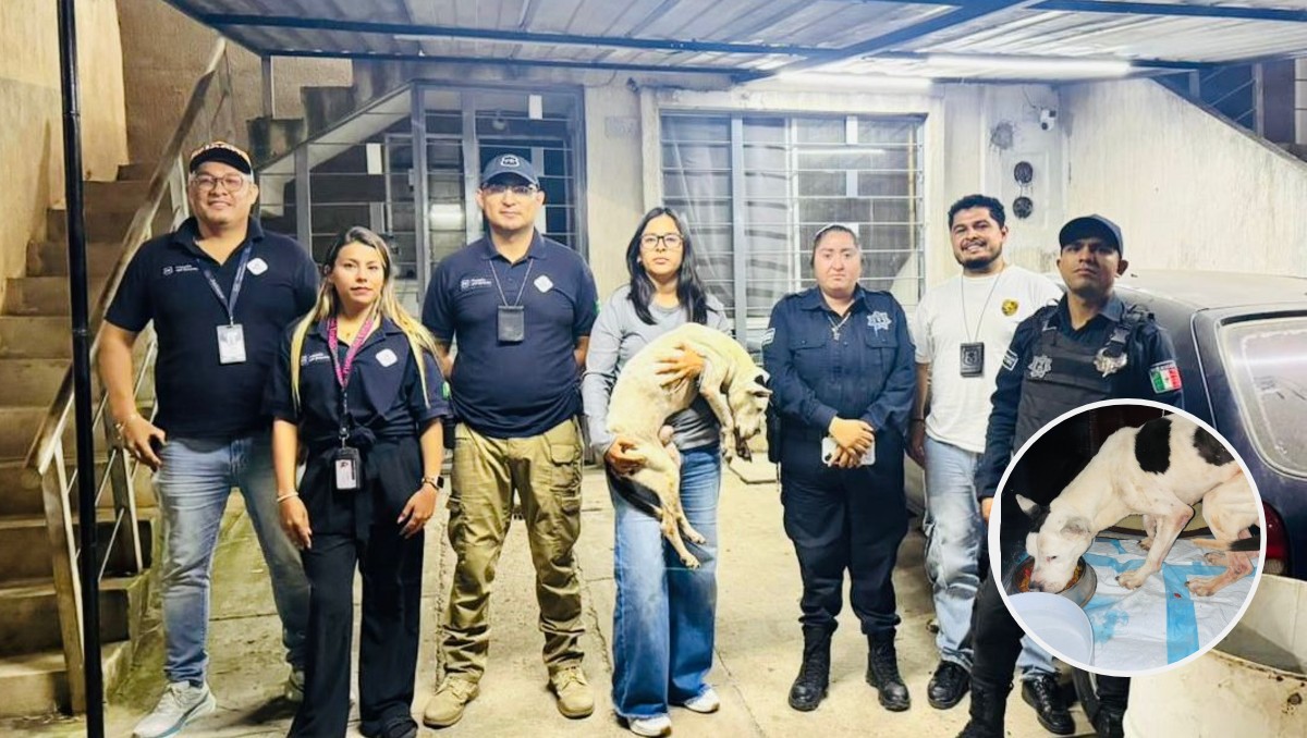 El perrito fue llevado a recibir atención médica. (Cortesía)