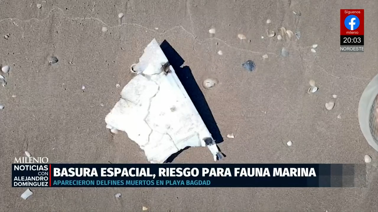 Restos de cohete de SpaceX caen en playa de Tamaulipas y provocan muerte de delfines