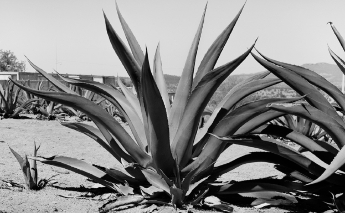 Maguey o agave, planta originaria del territorio mexicano. (Fotografía: Pablo López Luz)