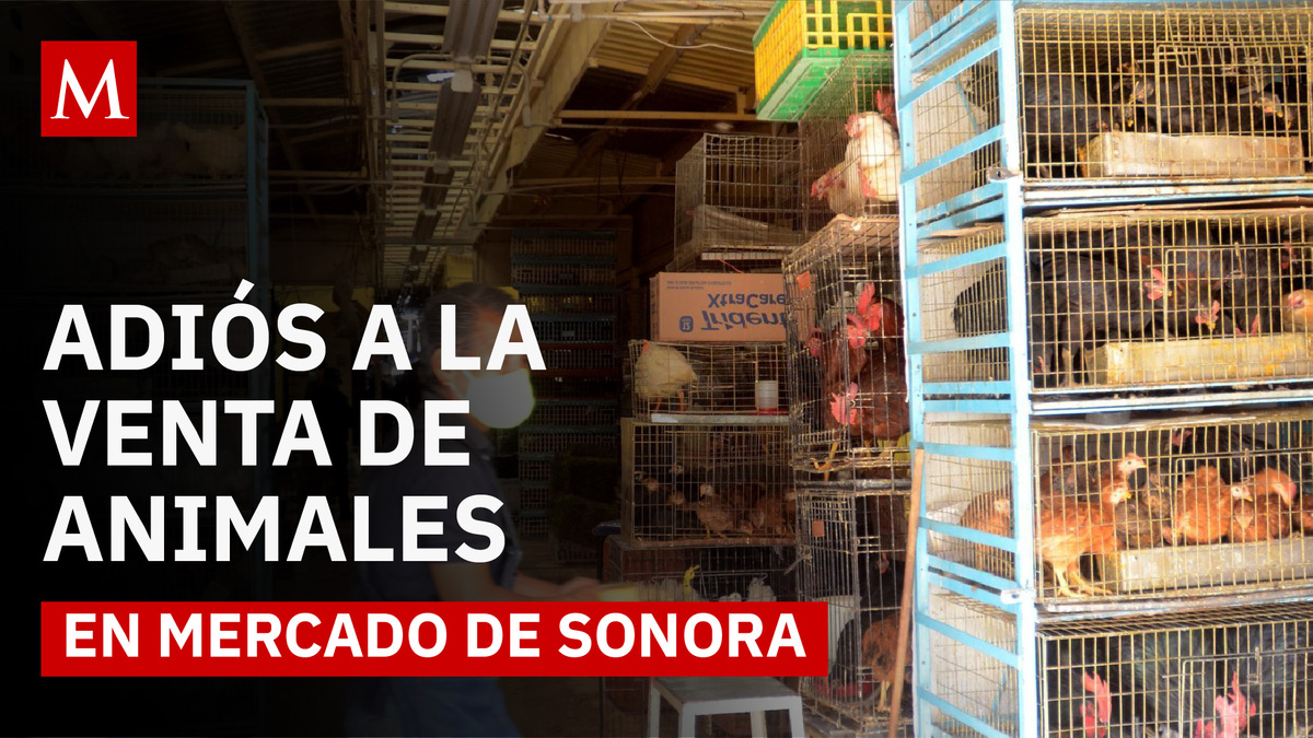 Mercado de Sonora: entre la tradición y la prohibición de venta de animales en CDMX