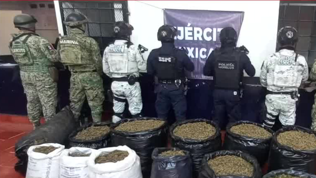 En Morelos, autoridades decomisan 200 kilogramos de mariguana del interior de una camioneta