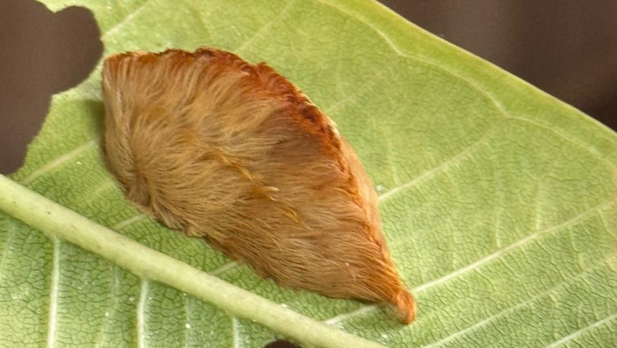 El veneno de este pequeño insecto puede causar dolor intenso e incluso síntomas graves en grupos vulnerables (Foto: Diana Barajas)