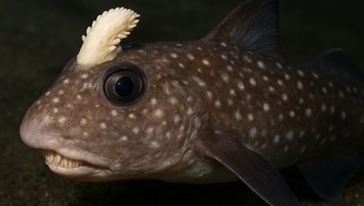 Científicos descubren un pez con dientes en la cabeza.  | FOTO: Especial