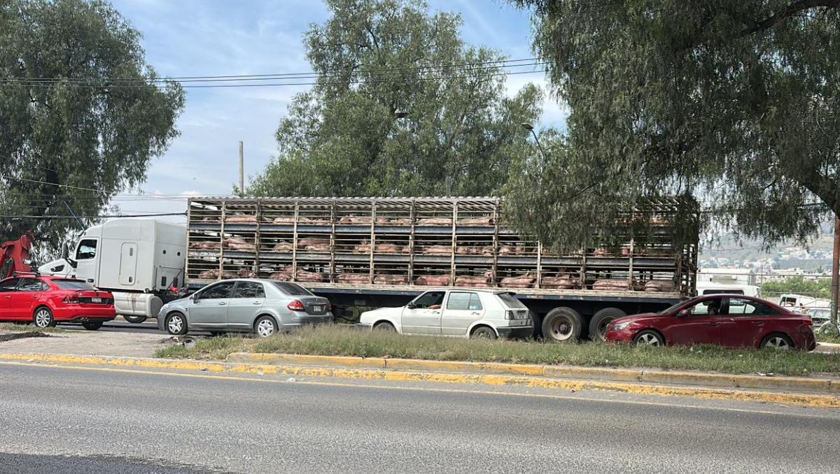 Un joven perdió la vida al ser arrollado por un camión de carga que transportaba cerdos en el oriente del Edomex. Especial