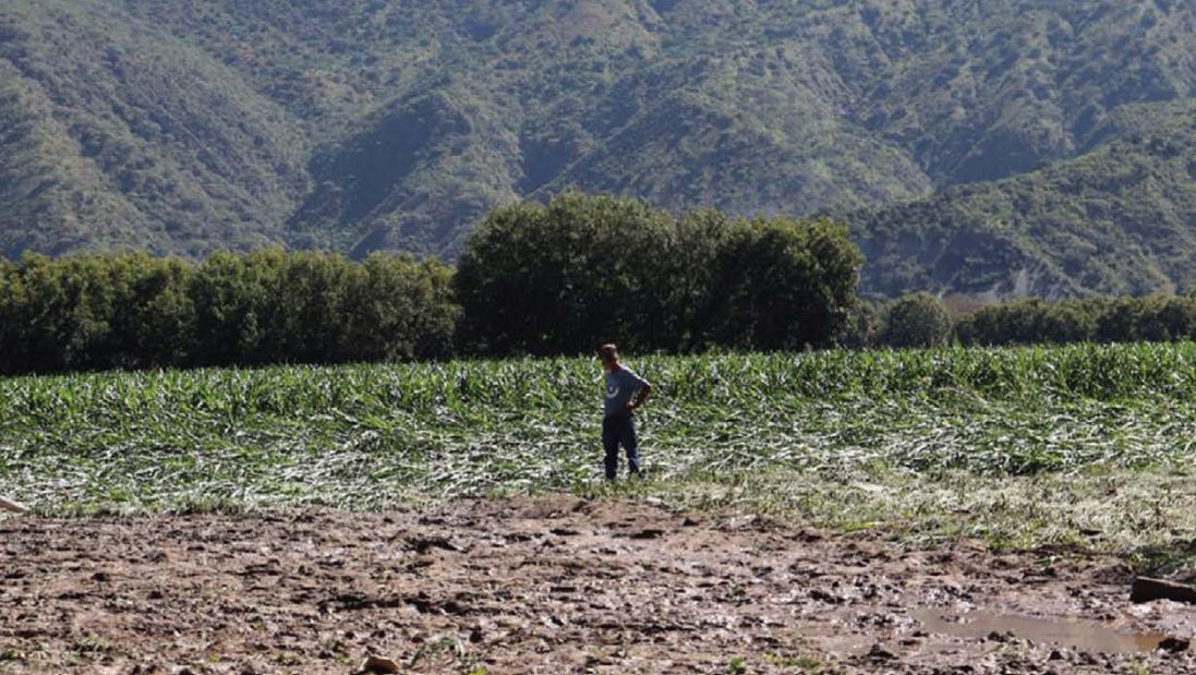 Se registran pérdidas de al menos 282 cabezas de ganado y 15 mil aves por inundaciones. (Cortesía)