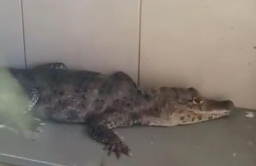 Los animales quedaron en resguardo de Fiscalía Especializada en Delitos Ambientales y Protección Urbana.