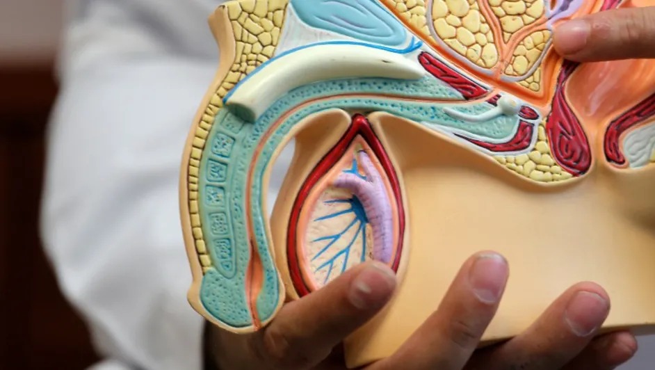 Cáncer de pene: cómo prevenirlo con higiene, detección y hábitos saludables