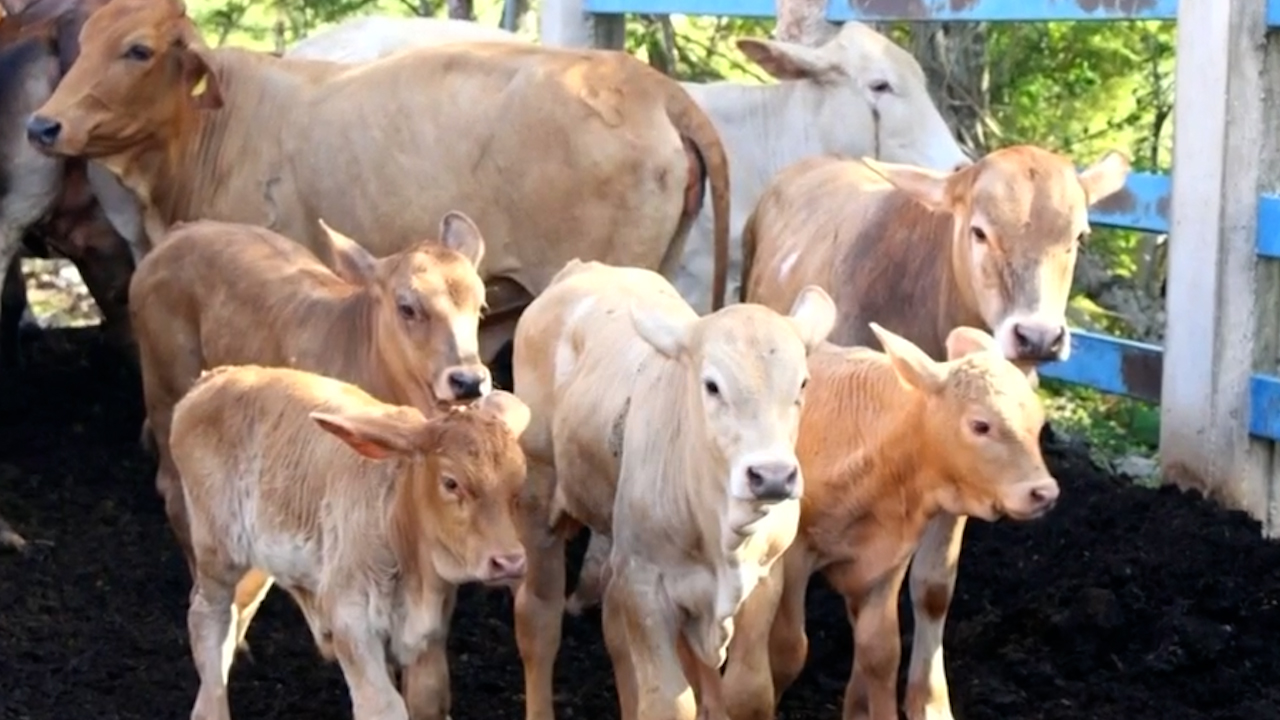 Detectan nuevos casos de gusano barrenador en Yucatán