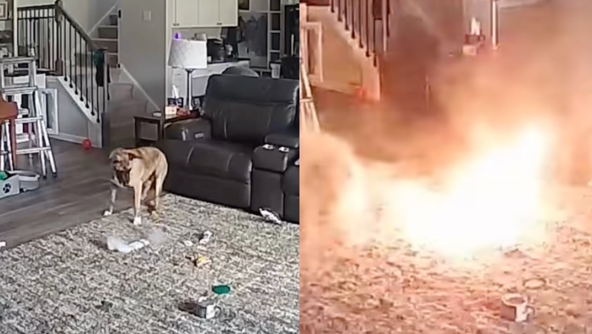Perrito provoca incendio tras morder una batería. | ESPECIAL