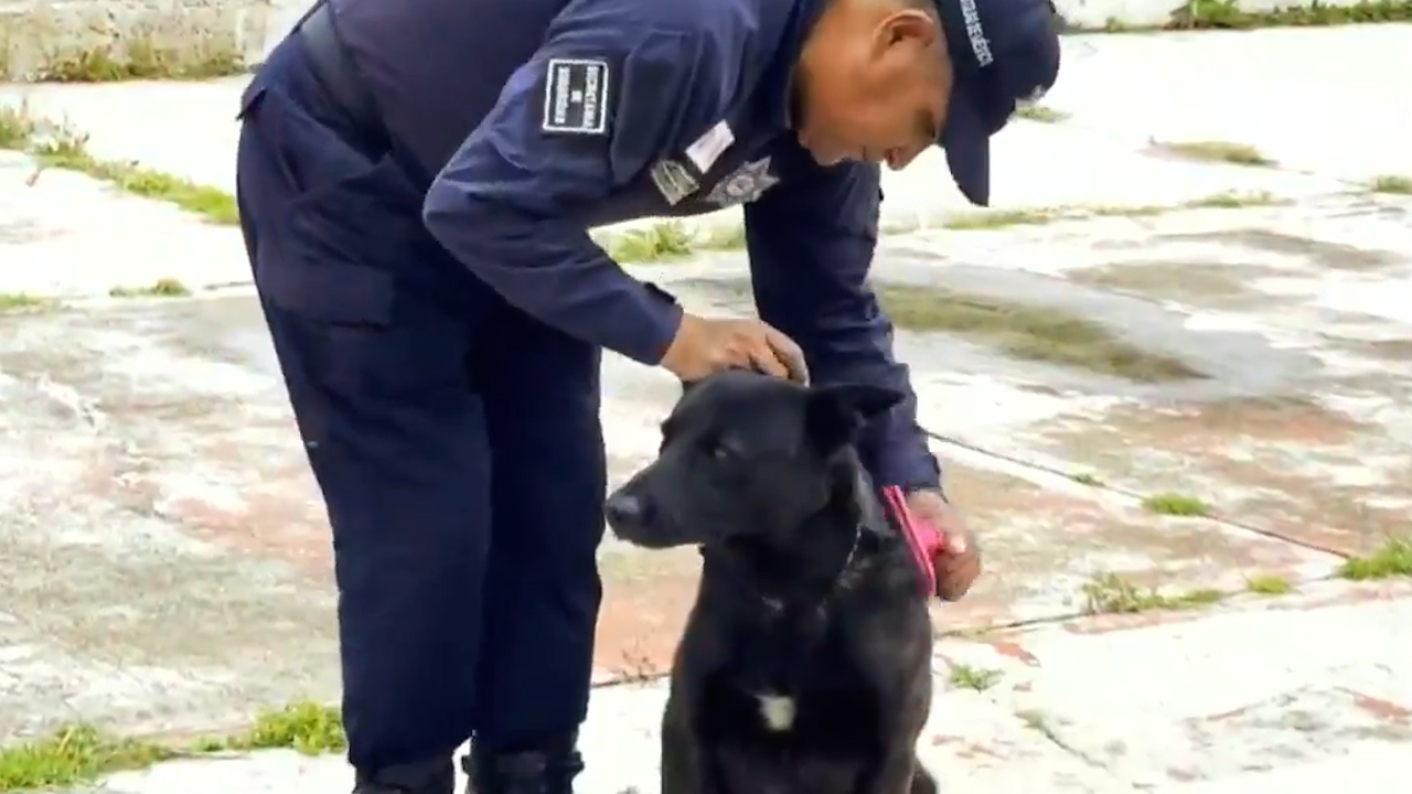 Policías y binomios caninos del Edomex refuerzan su preparación contra el crimen