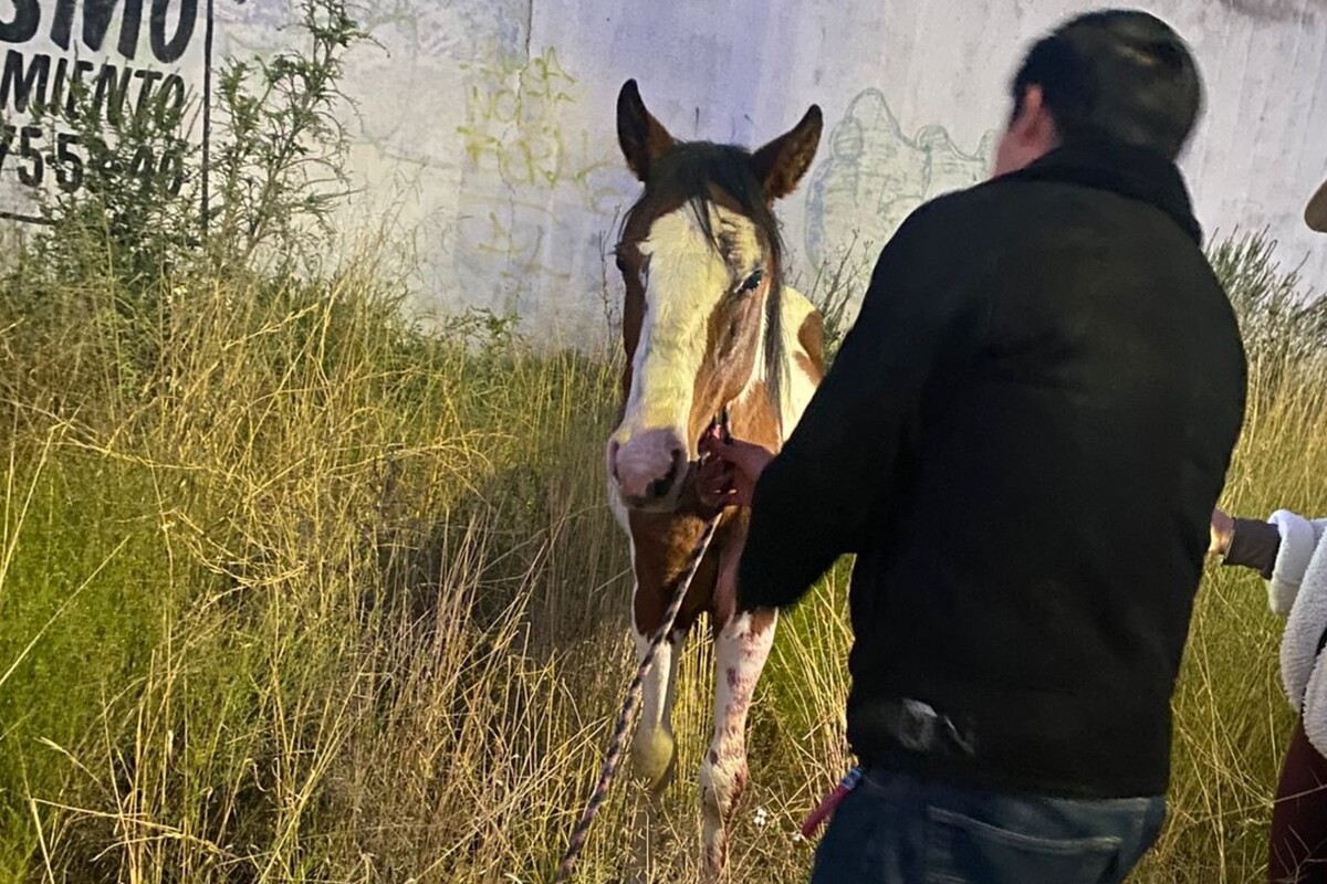 Rescatan a caballo víctima de maltrato en Mineral de la Reforma