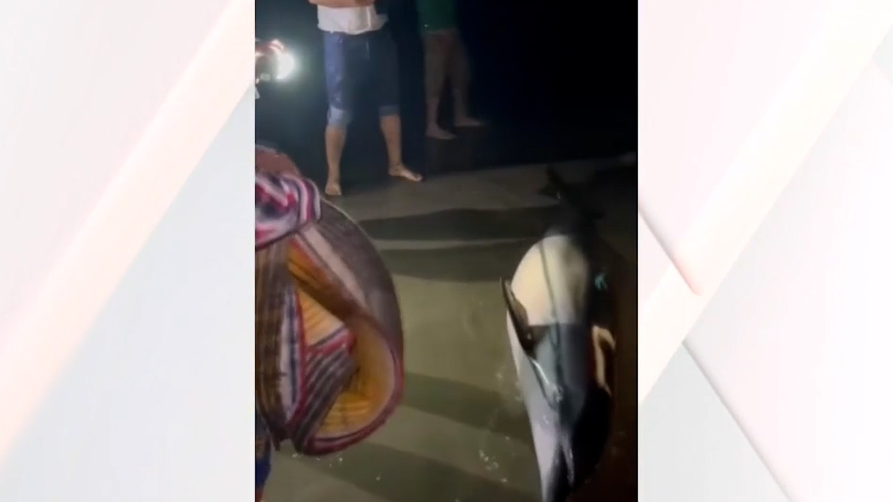 Rescatan a delfín varado en la costa de Playa Tortuga, Michoacán