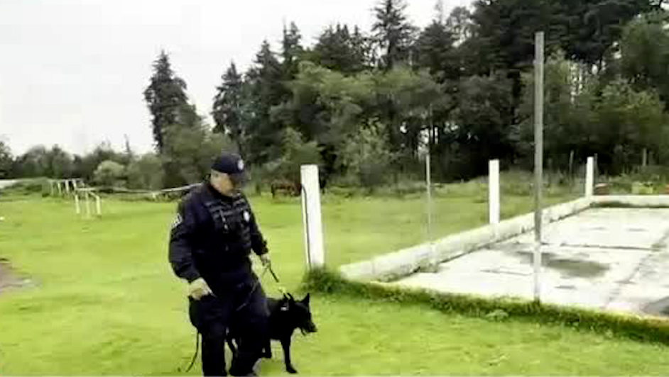 Caninos entrenados en el Edomex se suman a la lucha contra la delincuencia