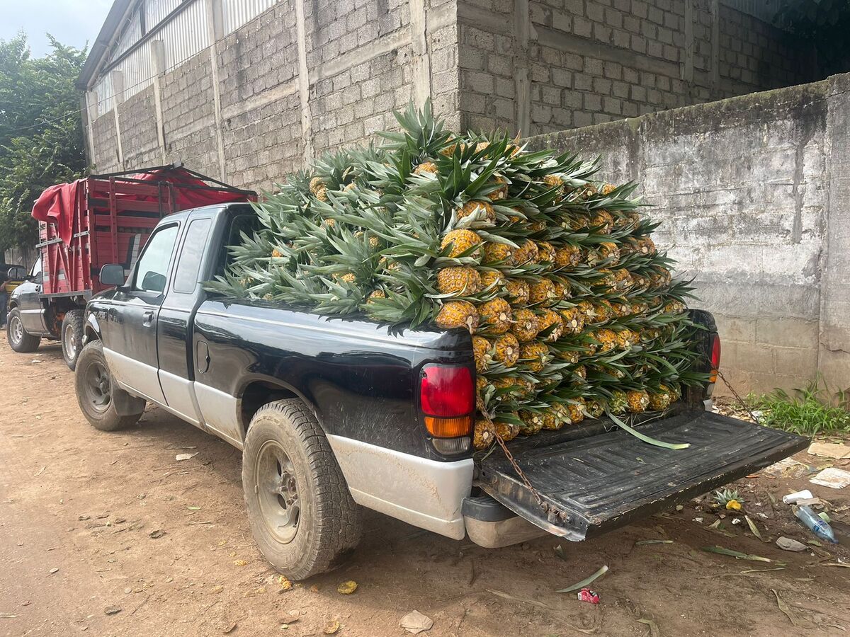 Familiares de desaparecidos piden que regrese la paz al triángulo piñero en Veracruz. | Especial